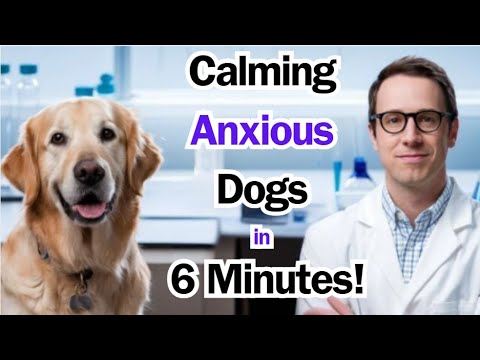 How to Calm an Anxious Dog at Home